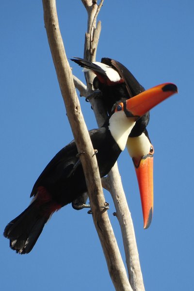 Reuzentoekans in een boom in de Serra de Canastra, Brazilië